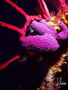 This image was taken during a dive in 2007 off Roatan. Th... by Steven Anderson 